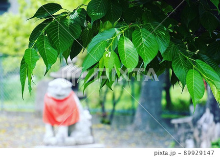 桜の新緑と狛犬 桜の新緑と狛犬 89929147