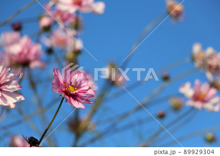 空とコスモス 89929304