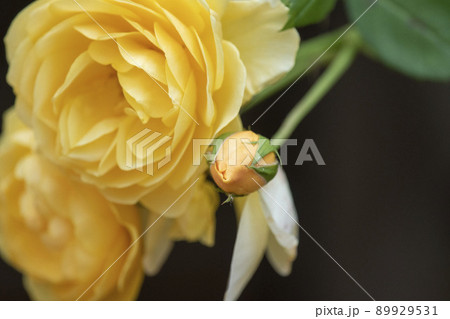 薔薇 89929531