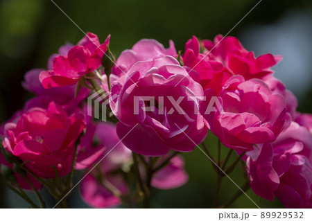 薔薇 薔薇 89929532