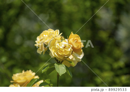 薔薇 薔薇 89929533