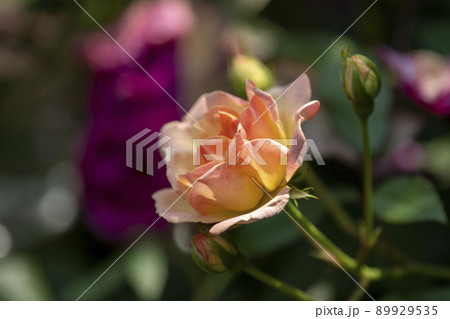 薔薇 薔薇 89929535