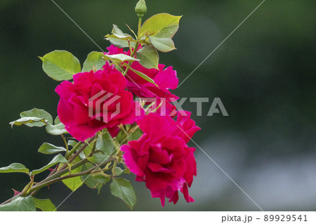 薔薇 薔薇 89929541