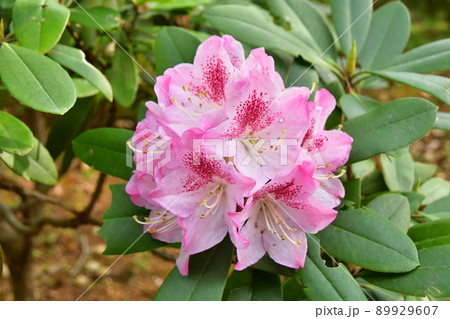 徴古館　シャクナゲ 89929607