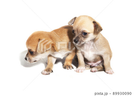 1 month old chihuahua puppy 89930090