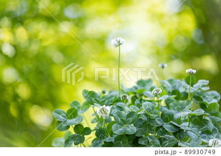 四つ葉のクローバー 89930749
