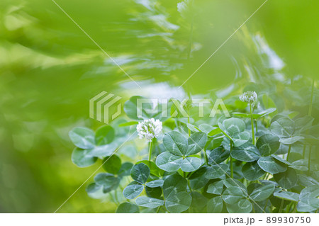 四つ葉のクローバー 89930750
