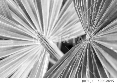 Palm leaves as background 89930845