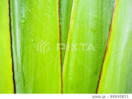 Texture on body of traveler's palm, Ravenala banana 89930851
