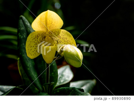 Paphiopedilum concolor the ground orchid 89930890
