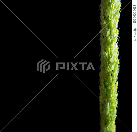 Close up the freshness jungle rice weed on black backgroud Close up the freshness jungle rice weed on black backgroud 89930903