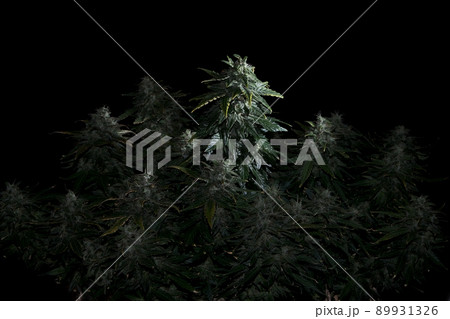 Fresh marijuana plant isolated on black background. Green and yellow hemp cones. 89931326