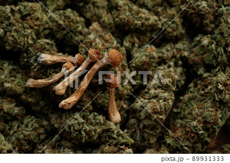 Dried Psilocybin mushrooms on the background of cannabis buds 89931333
