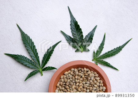 A bunch of cannabis seeds on a plate with green leaf. Hemp grain on grey background 89931350