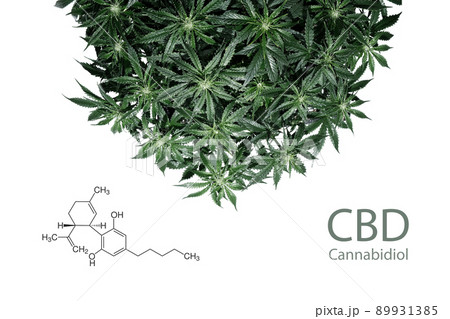 Cannabidiol. Cannabis plant isolated on white background with cbd formula. Layout of fresh wet marijuana leaves, watering bush Cannabidiol. Cannabis plant isolated on white background with cbd formula. Layout of fresh wet marijuana leaves, watering bush 89931385