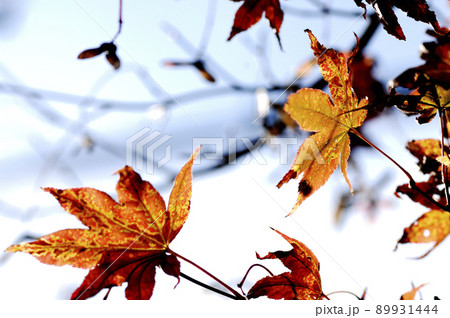 秋の風物詩　紅葉 89931444