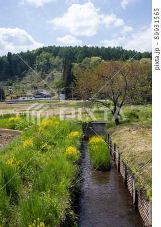 初夏の信濃町古間 89931565