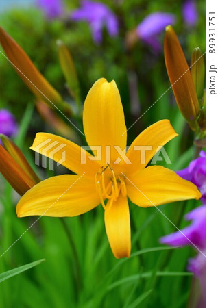 ヒメカンゾウ [姫萱草]Hemerocallis dumortierii 89931751