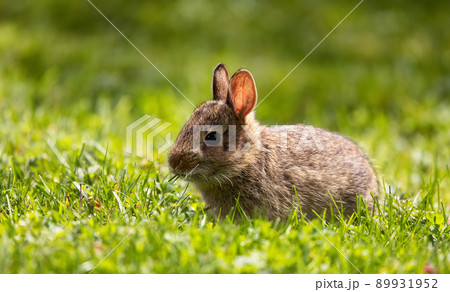 Wild Baby Rabbit sitting and eating on green grass. 89931952