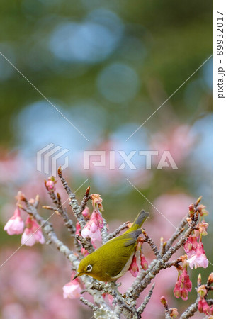 寒緋桜 寒緋桜 89932017