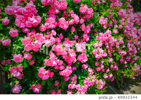 アンジェラ 89932344