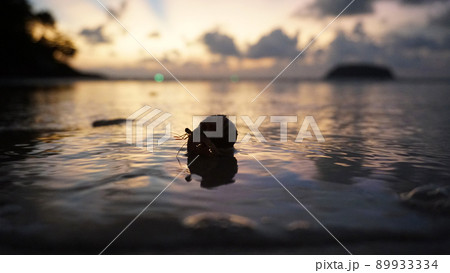 Hermit crab with cute eyes runs on the sand. 89933334