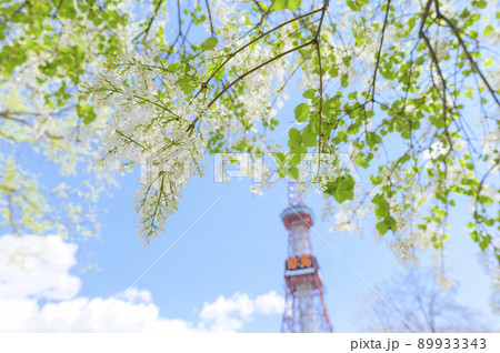 札幌大通公園のライラックとテレビ塔  89933343
