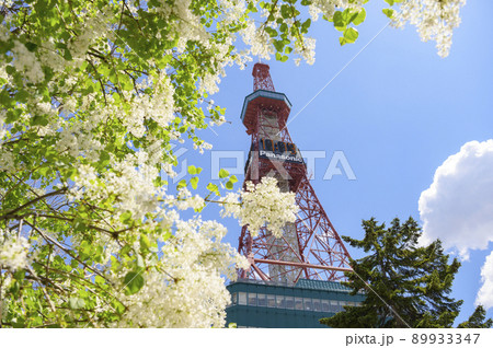 札幌大通公園のライラックとテレビ塔  89933347