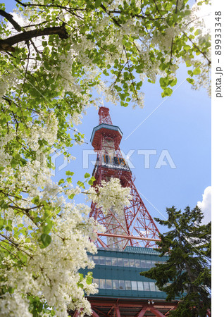 札幌大通公園のライラックとテレビ塔  89933348