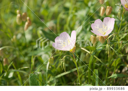 昼咲き月見草(Oenothera speciosa):エノテラ【緑背景】 昼咲き月見草(Oenothera speciosa):エノテラ【緑背景】 89933686