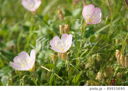 昼咲き月見草(Oenothera speciosa):エノテラ【緑背景】 昼咲き月見草(Oenothera speciosa):エノテラ【緑背景】 89933690