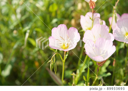 昼咲き月見草（Oenothera speciosa）：エノテラ【緑背景】の写真素材 [89933693] - PIXTA