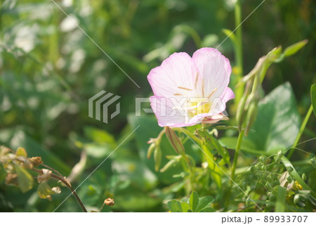 昼咲き月見草（Oenothera speciosa）：エノテラ【緑背景】 89933707