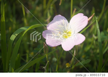 昼咲き月見草(Oenothera speciosa):エノテラ【緑背景】 昼咲き月見草(Oenothera speciosa):エノテラ【緑背景】 89933710
