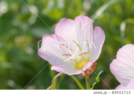昼咲き月見草(Oenothera speciosa):エノテラ【緑背景】 昼咲き月見草(Oenothera speciosa):エノテラ【緑背景】 89933713