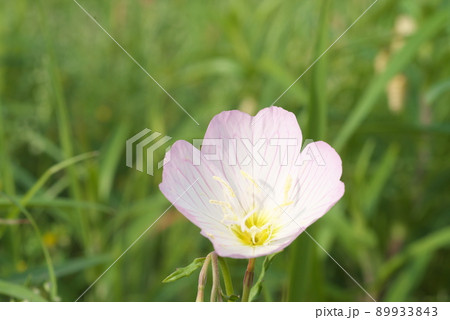 昼咲き月見草（Oenothera speciosa）：エノテラ【緑背景】 89933843