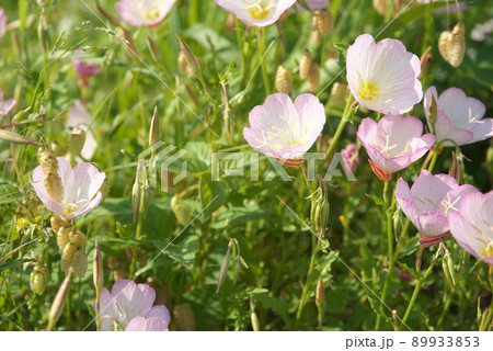昼咲き月見草（Oenothera speciosa）：エノテラ【緑背景】 89933853