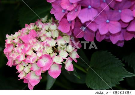 紫陽花　あじさい　アジサイ 89933897