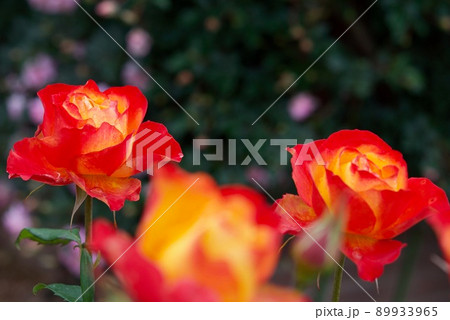 前橋市オリジナルのバラ あかぎの輝き 前橋市オリジナルのバラ あかぎの輝き 89933965