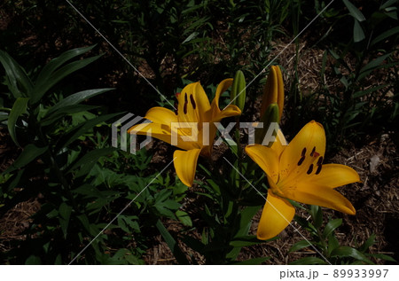 ユリの花 ユリの花 89933997