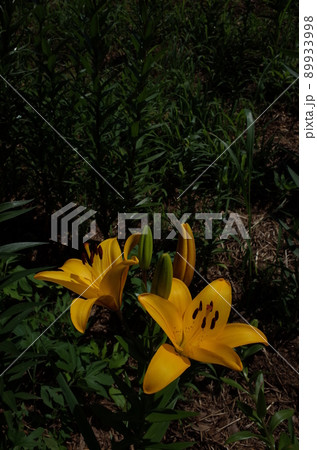 ユリの花 ユリの花 89933998