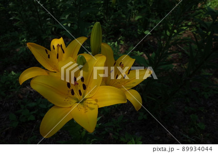 ユリの花 ユリの花 89934044