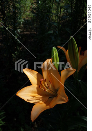 ユリの花 89934049