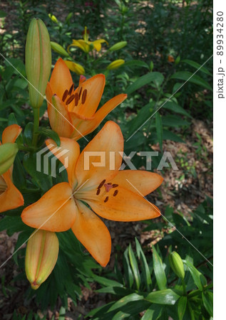 ユリの花 ユリの花 89934280