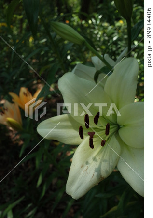ユリの花 ユリの花 89934406