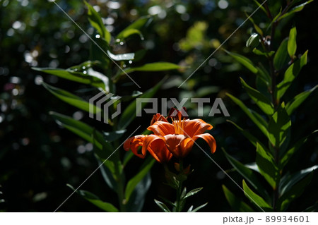 ユリの花 ユリの花 89934601