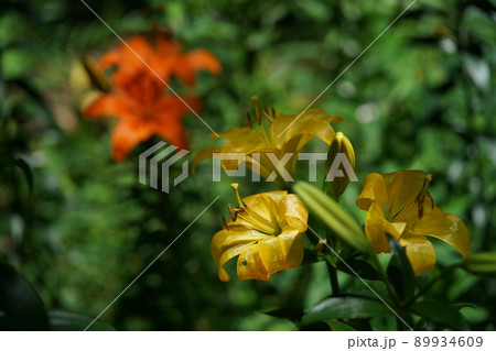 ユリの花 ユリの花 89934609