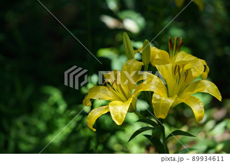 ユリの花 ユリの花 89934611