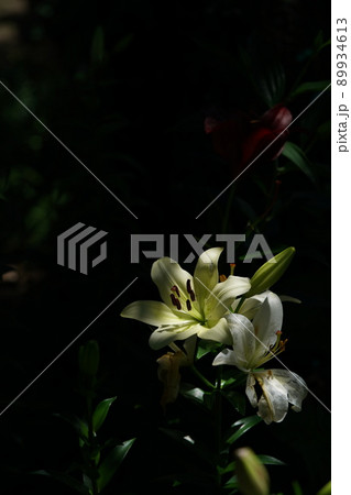 ユリの花 ユリの花 89934613