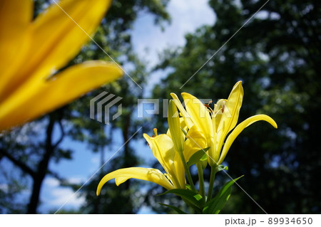 ユリの花 ユリの花 89934650